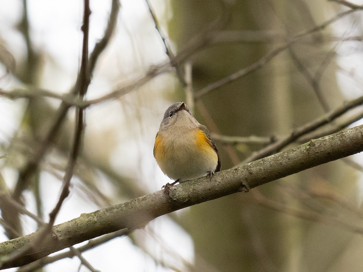 American Redstart - ML626729525