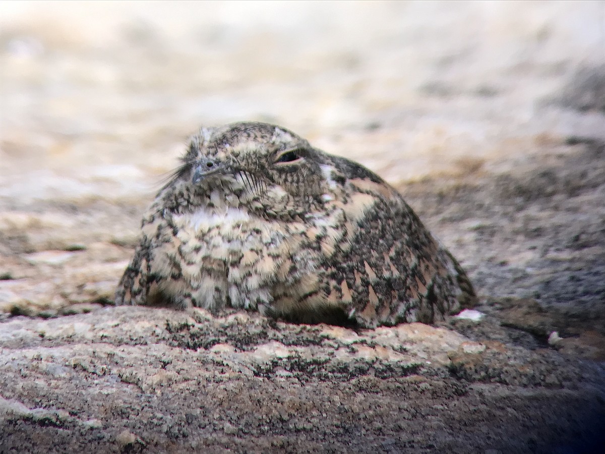 Pygmy Nightjar - ML626729537