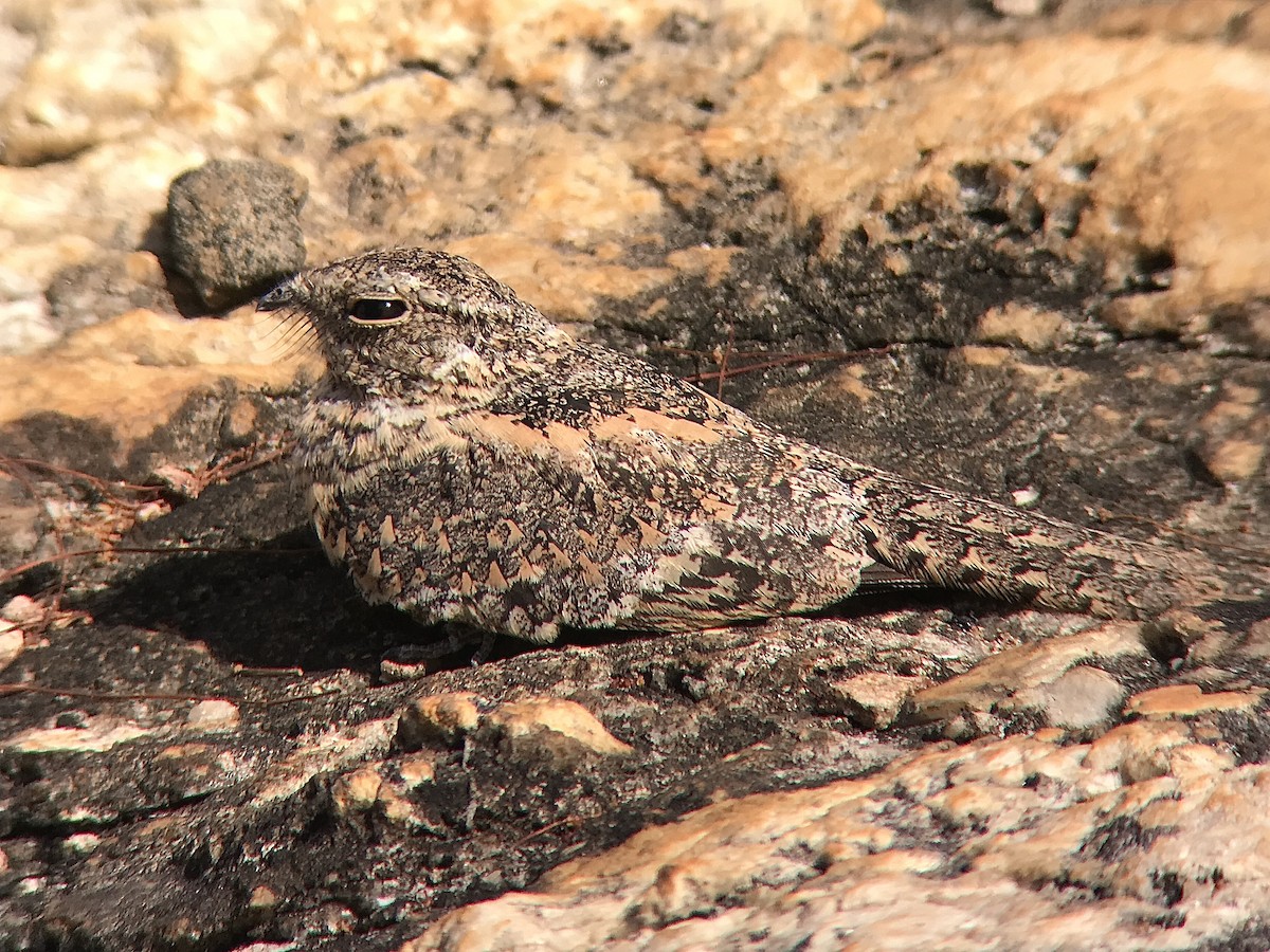 Pygmy Nightjar - ML626729541