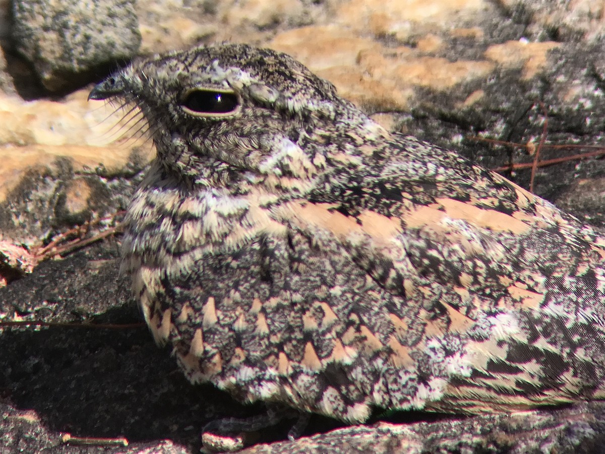 Pygmy Nightjar - ML626729542