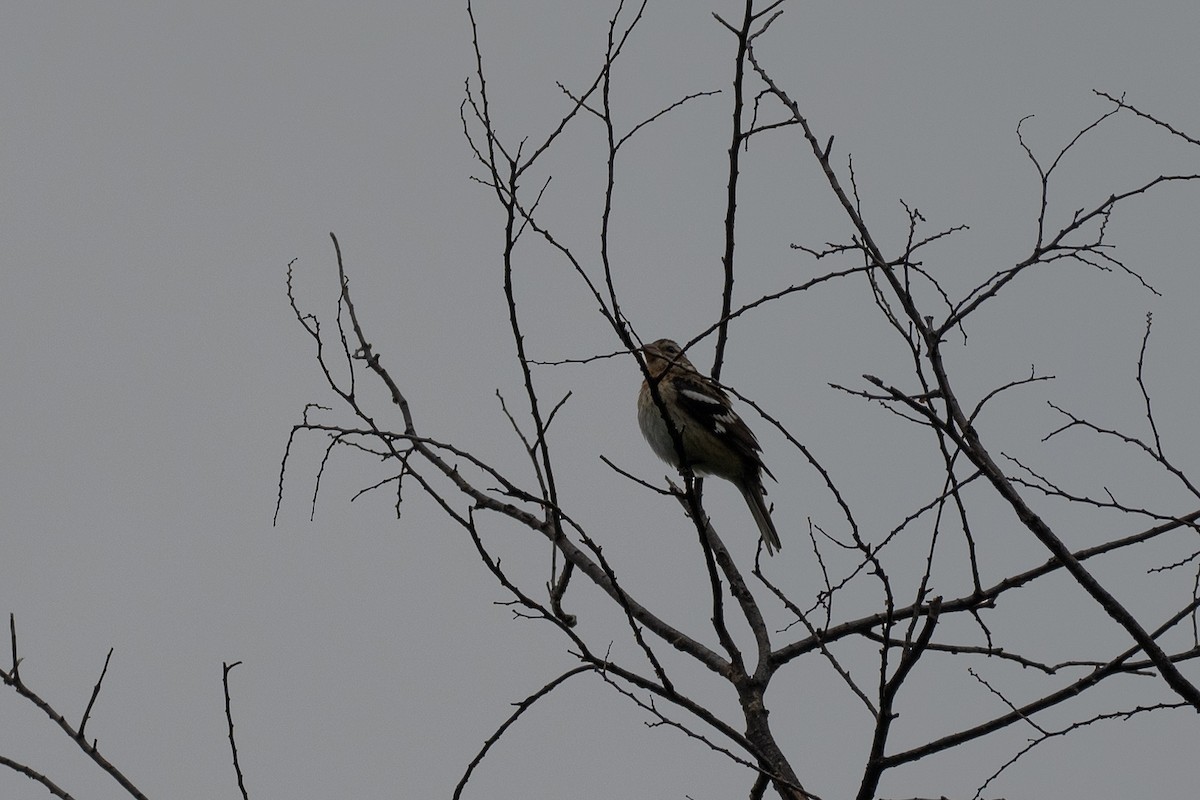 Rose-breasted Grosbeak - ML626729628