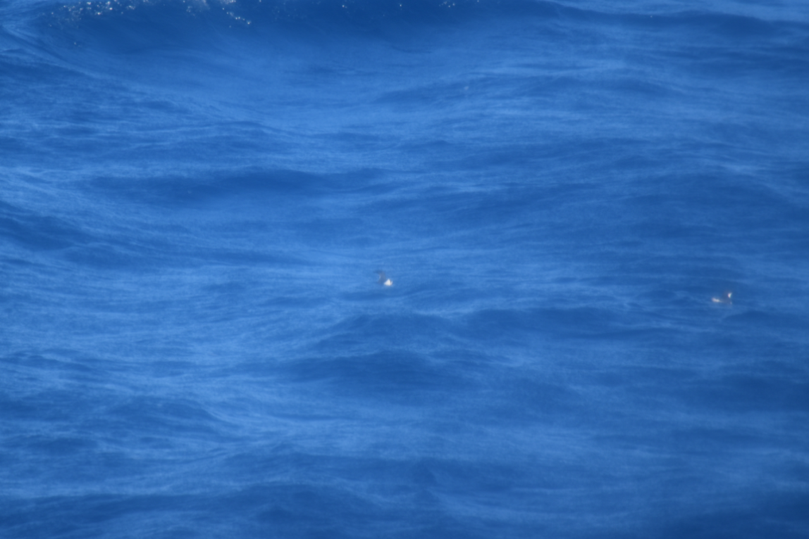 Craveri's Murrelet - ML626729661