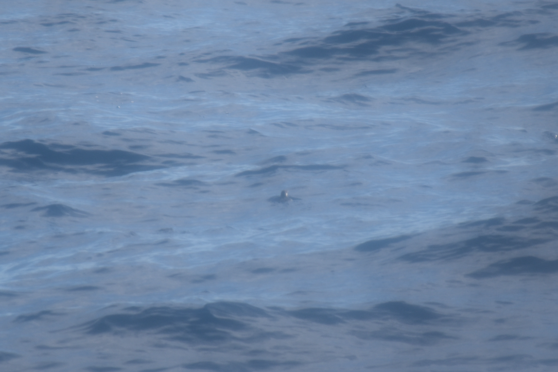 Craveri's Murrelet - ML626729662