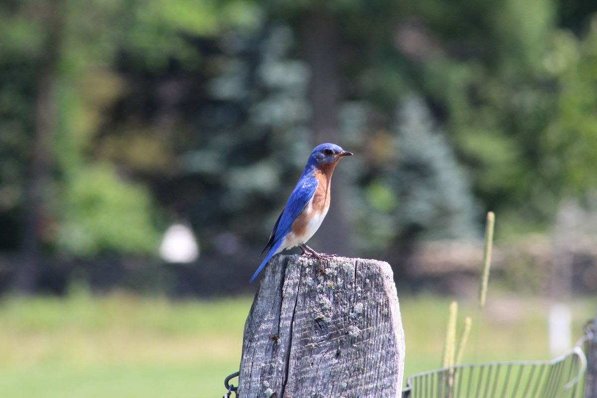 Eastern Bluebird - ML626729852