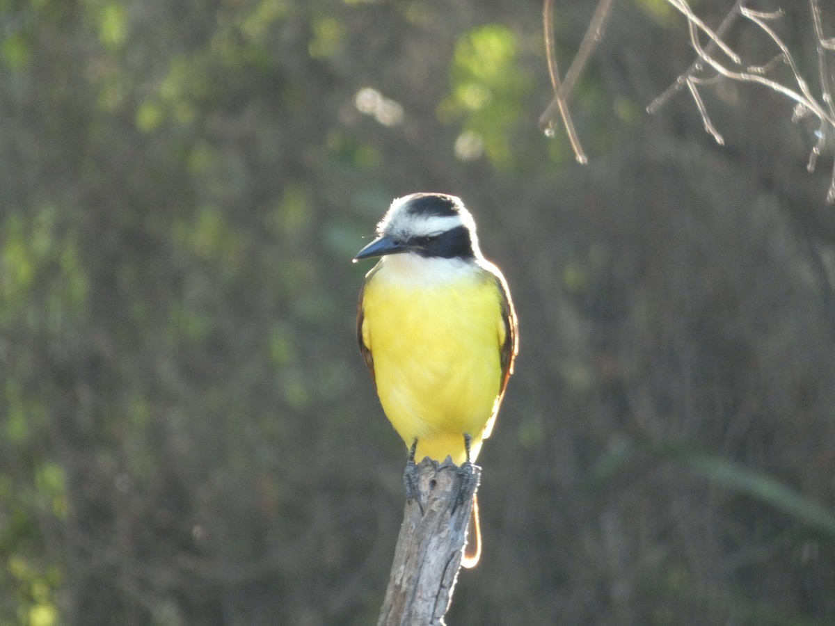 Great Kiskadee - ML626730002