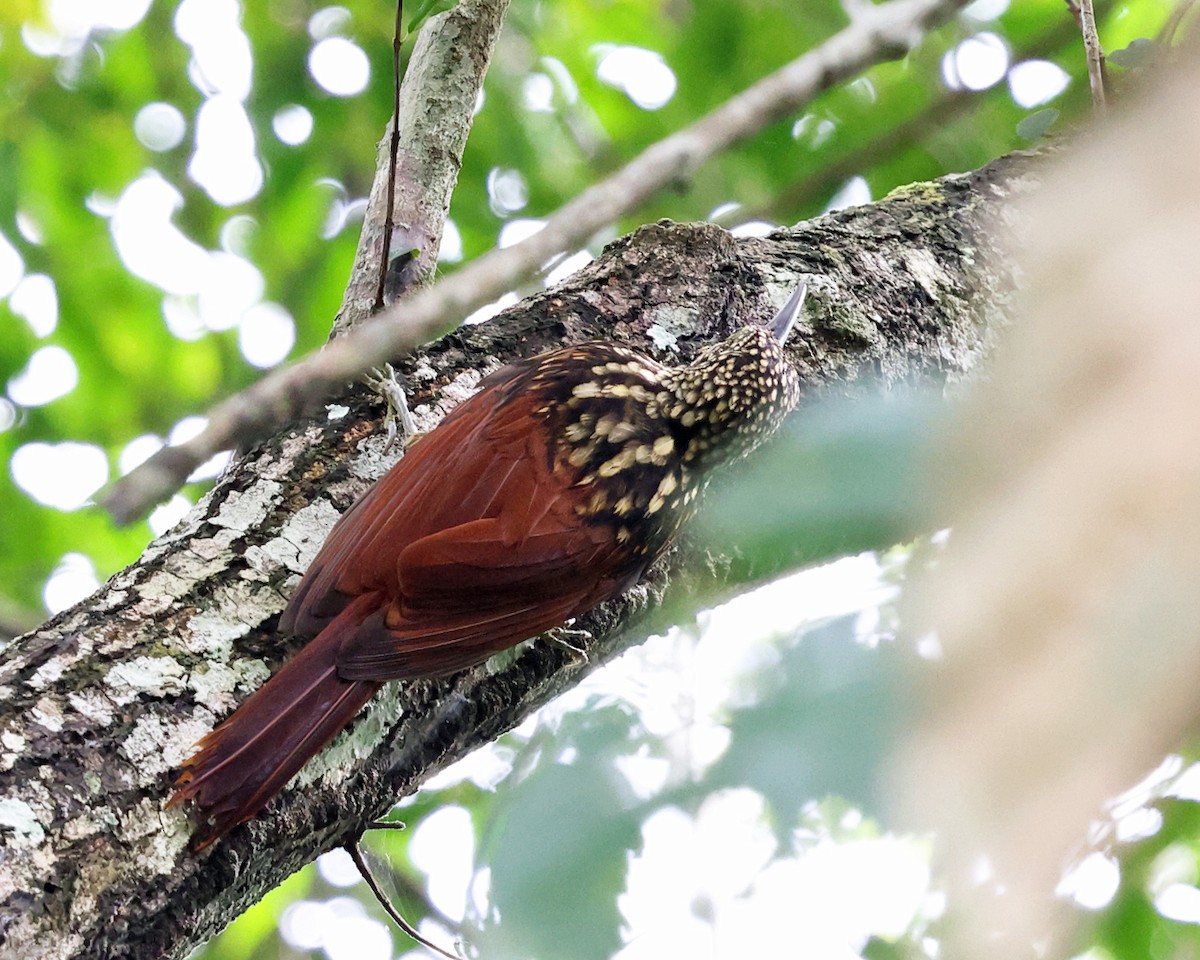 Black-striped Woodcreeper - ML626730056