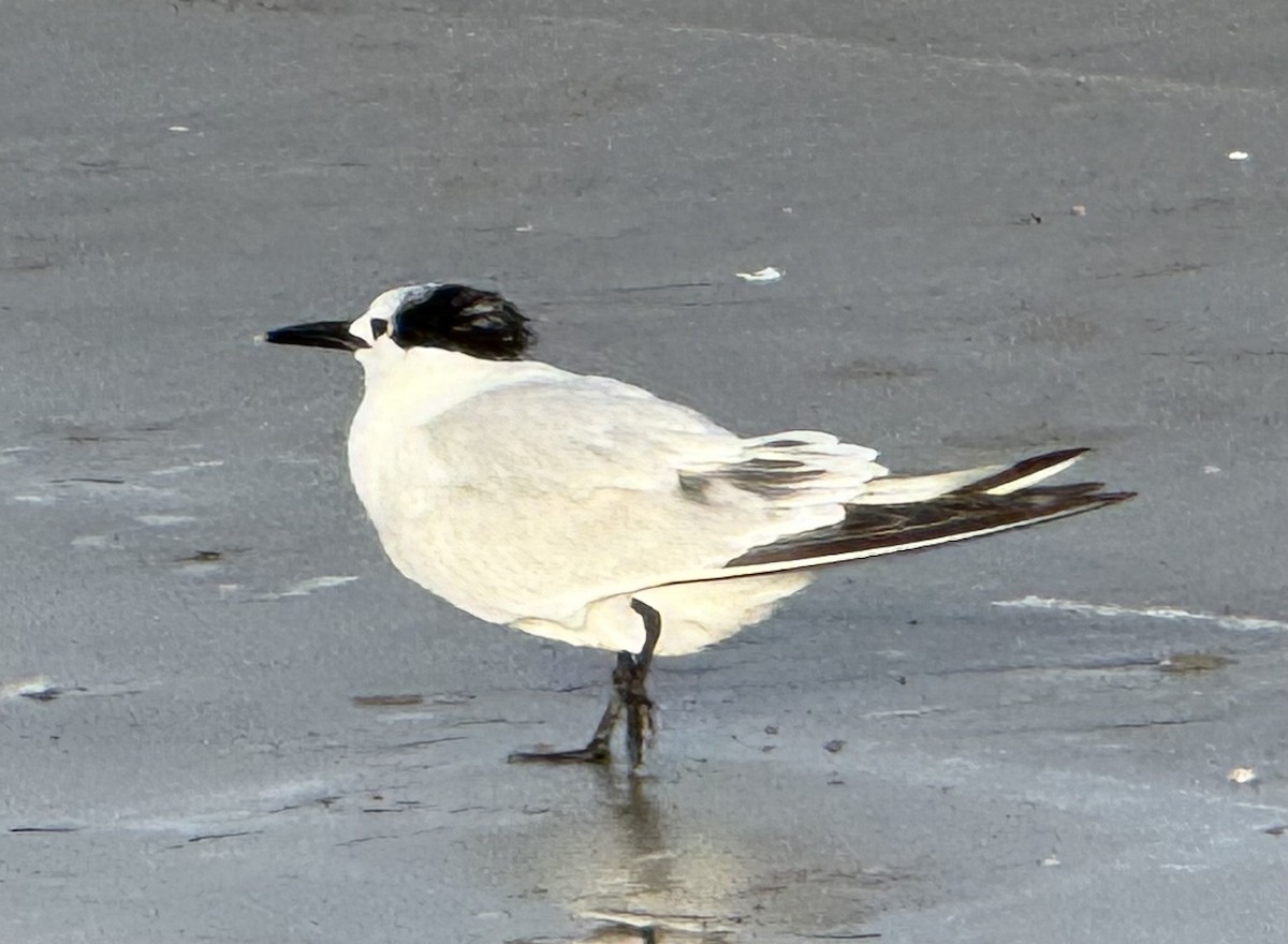 Sandwich Tern - ML626730067