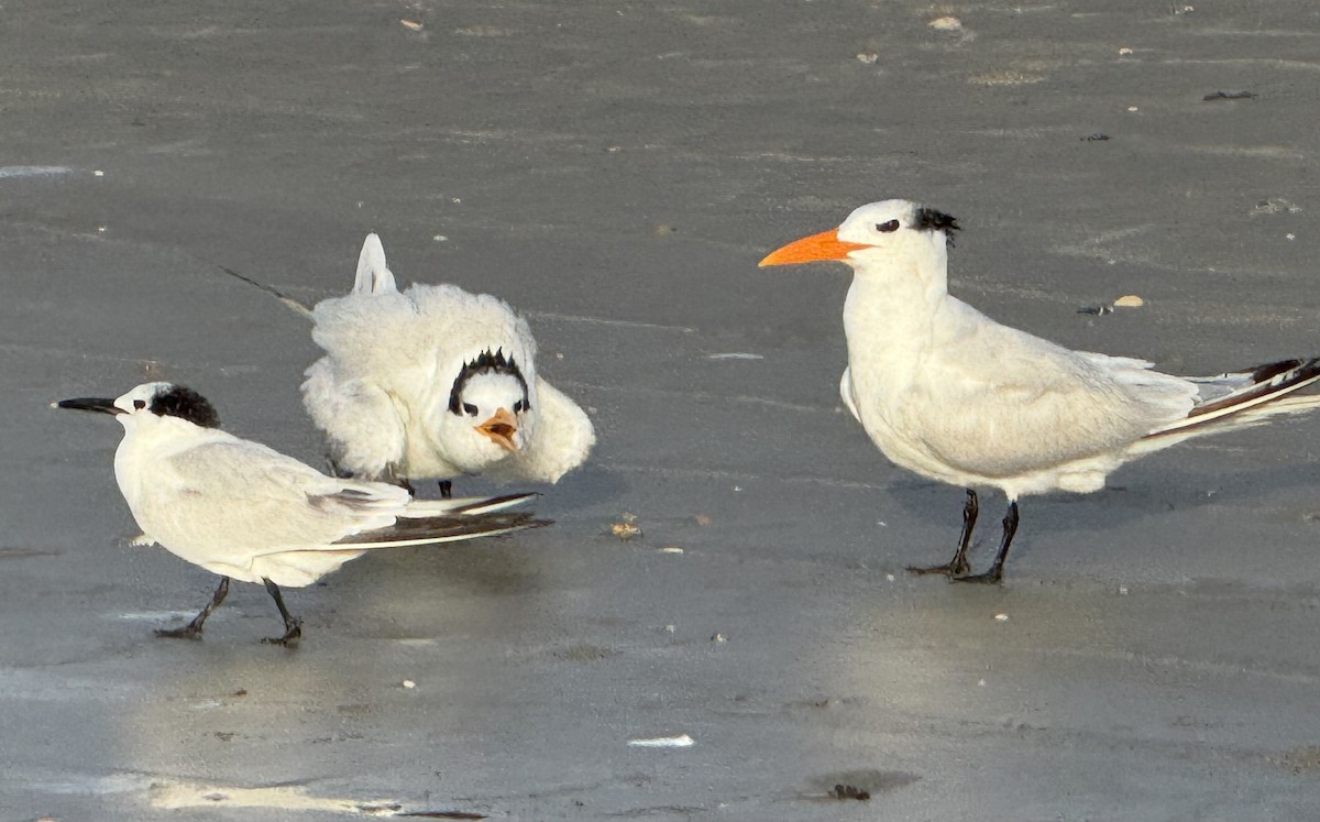 Sandwich Tern - ML626730068