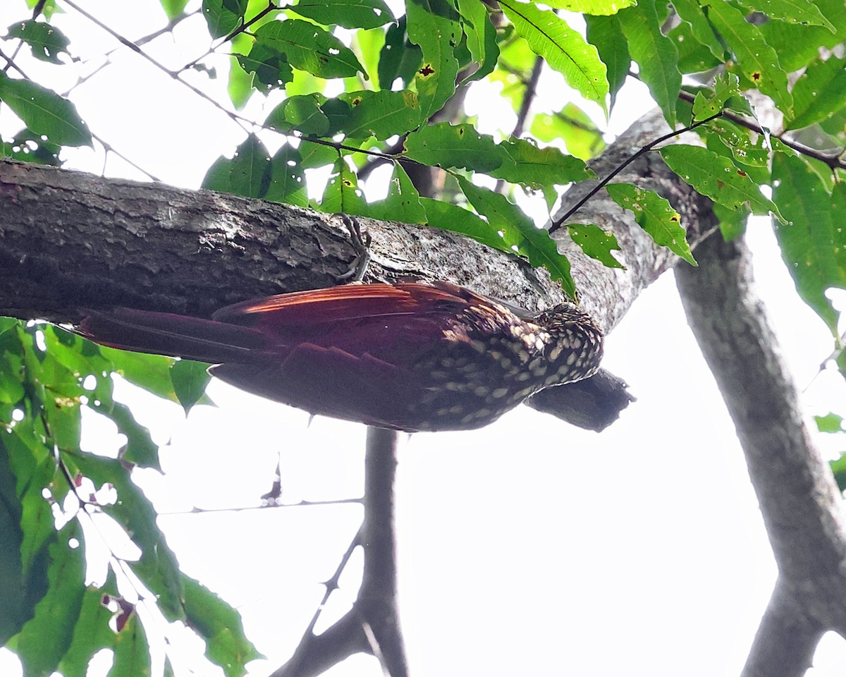 Black-striped Woodcreeper - ML626730079