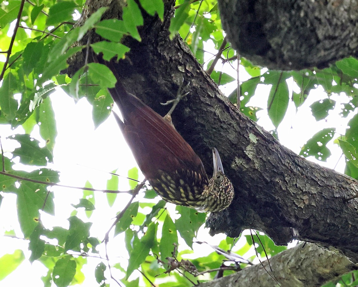 Black-striped Woodcreeper - ML626730084