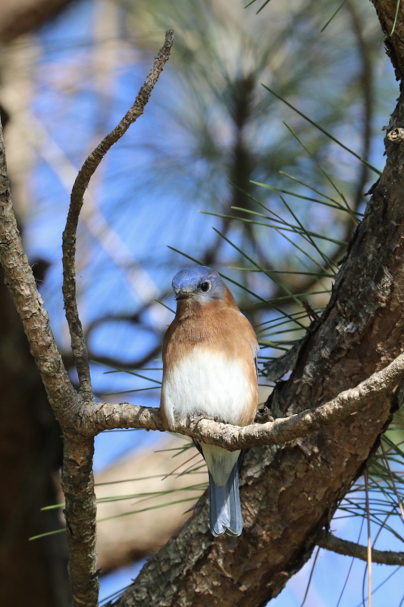 Eastern Bluebird - ML626730097