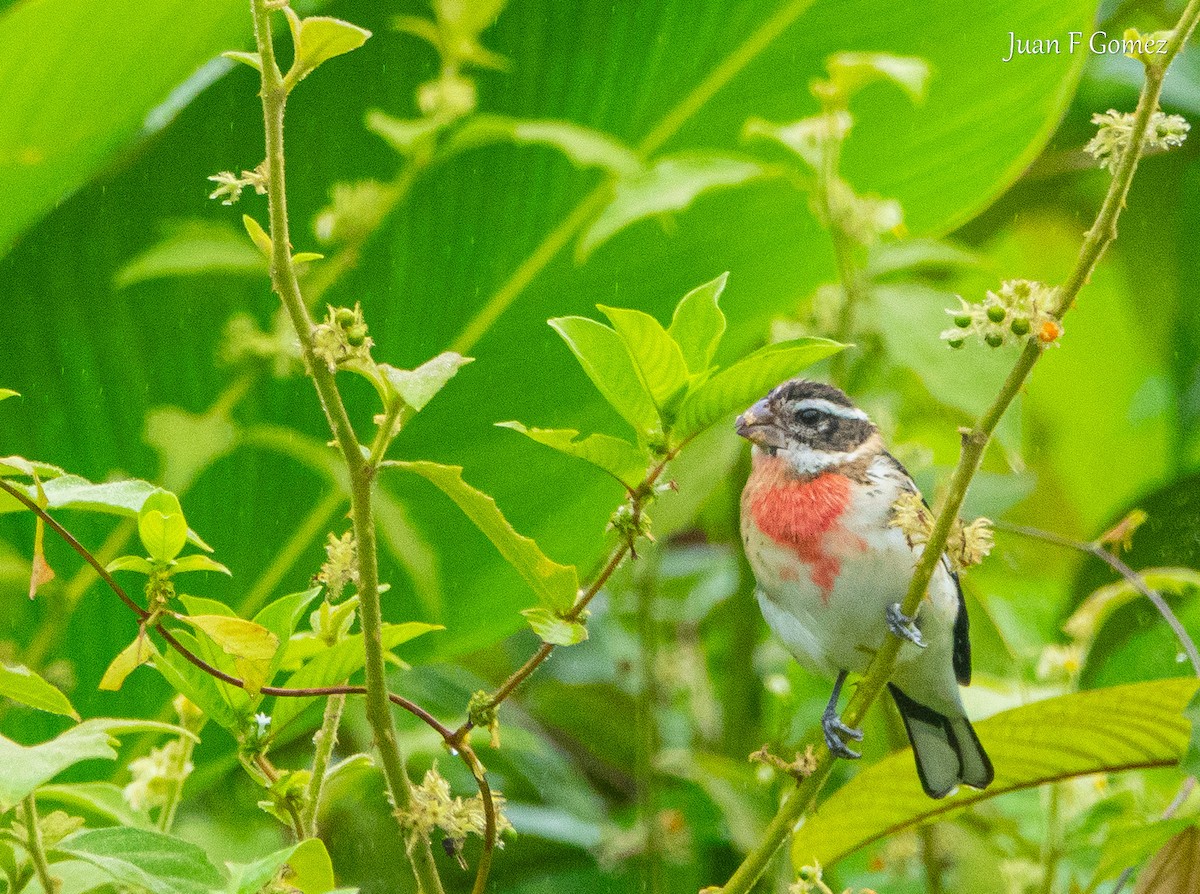 Rose-breasted Grosbeak - ML626730114