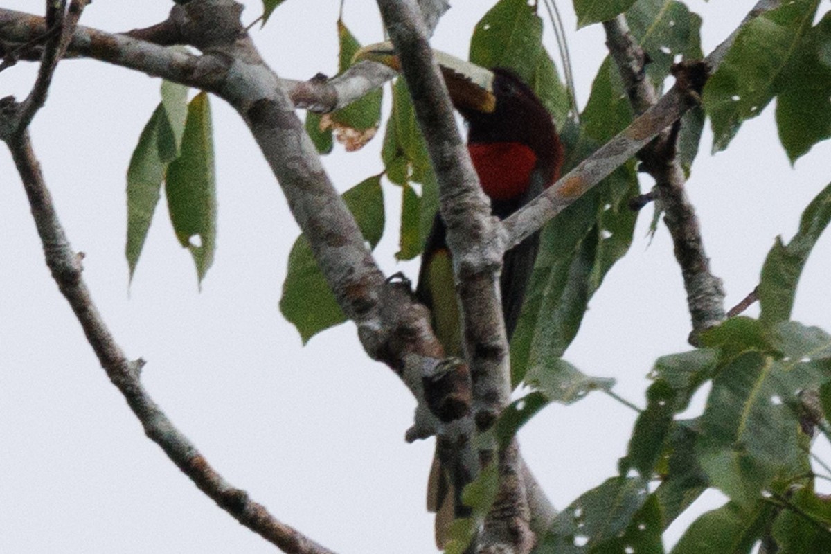 Ivory-billed Aracari - ML626730277