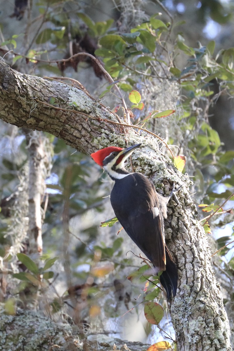 Pileated Woodpecker - ML626730282