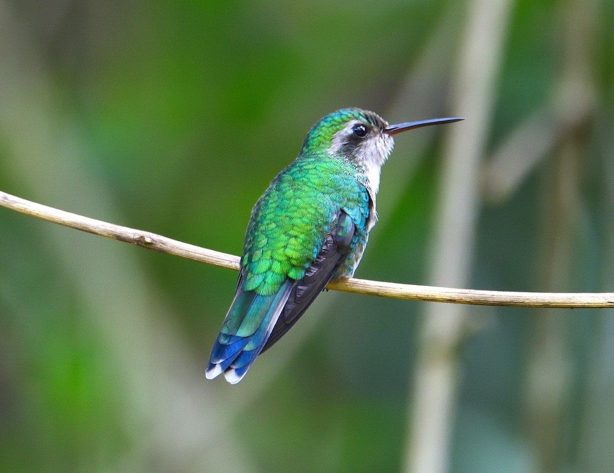 Cozumel Emerald - ML626730391