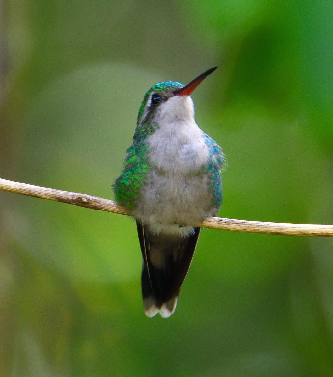 Cozumel Emerald - ML626730396