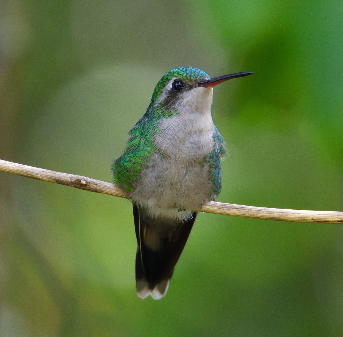 Cozumel Emerald - ML626730399