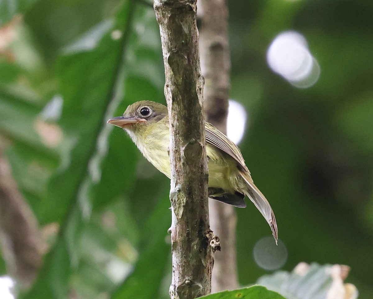 Western Olivaceous Flatbill - ML626730402