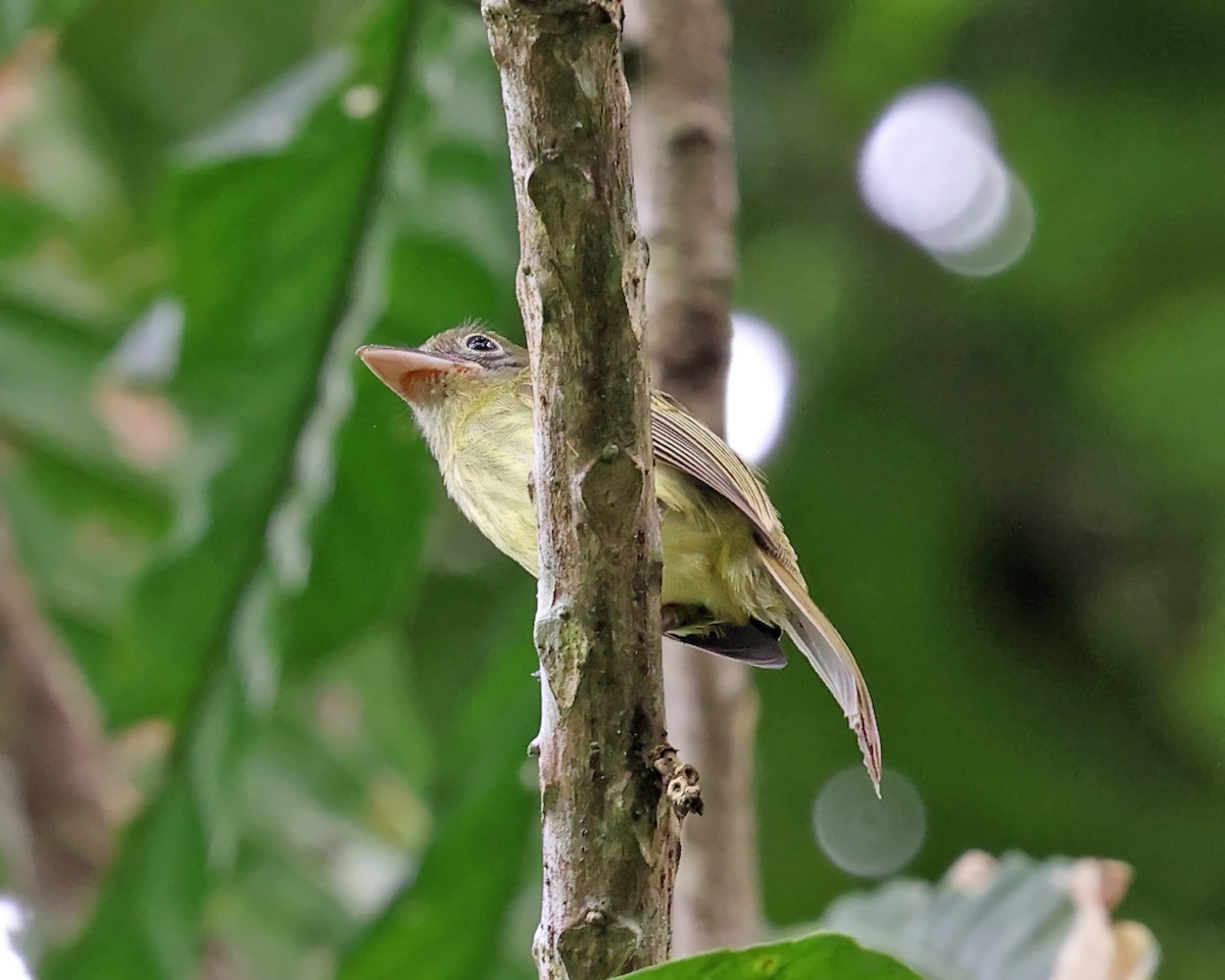 Western Olivaceous Flatbill - ML626730411