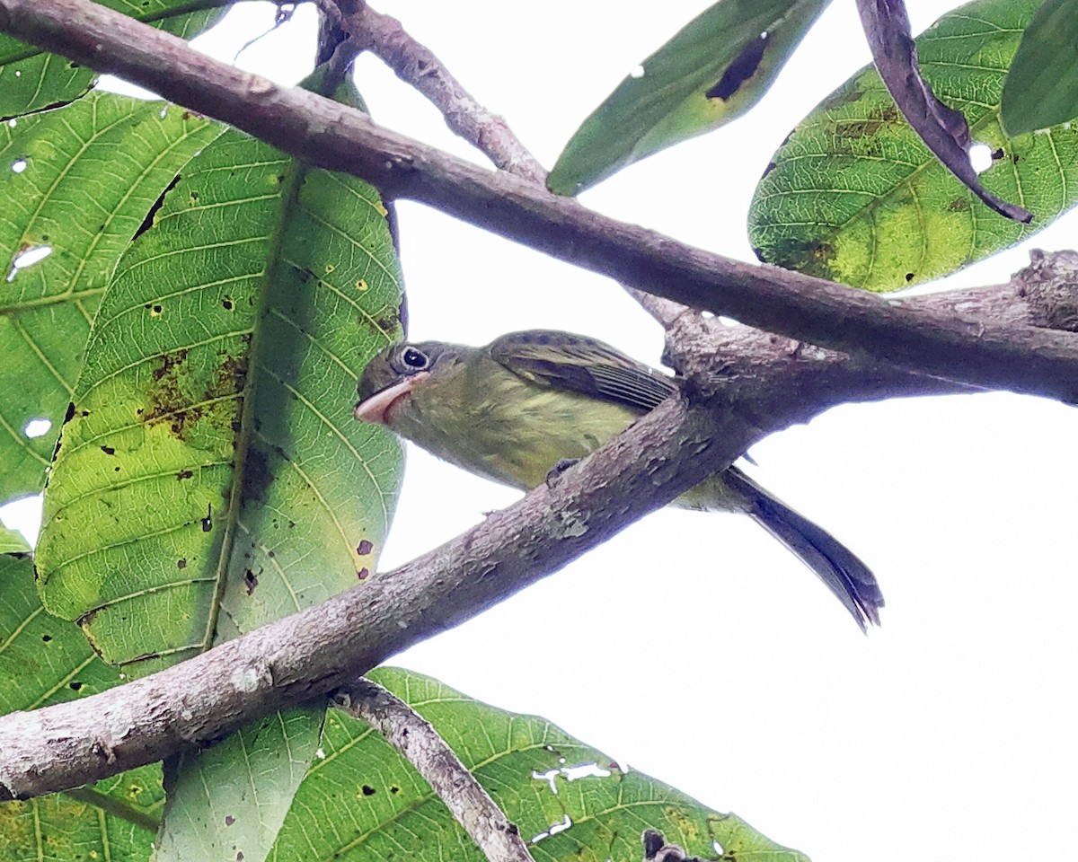 Western Olivaceous Flatbill - ML626730419