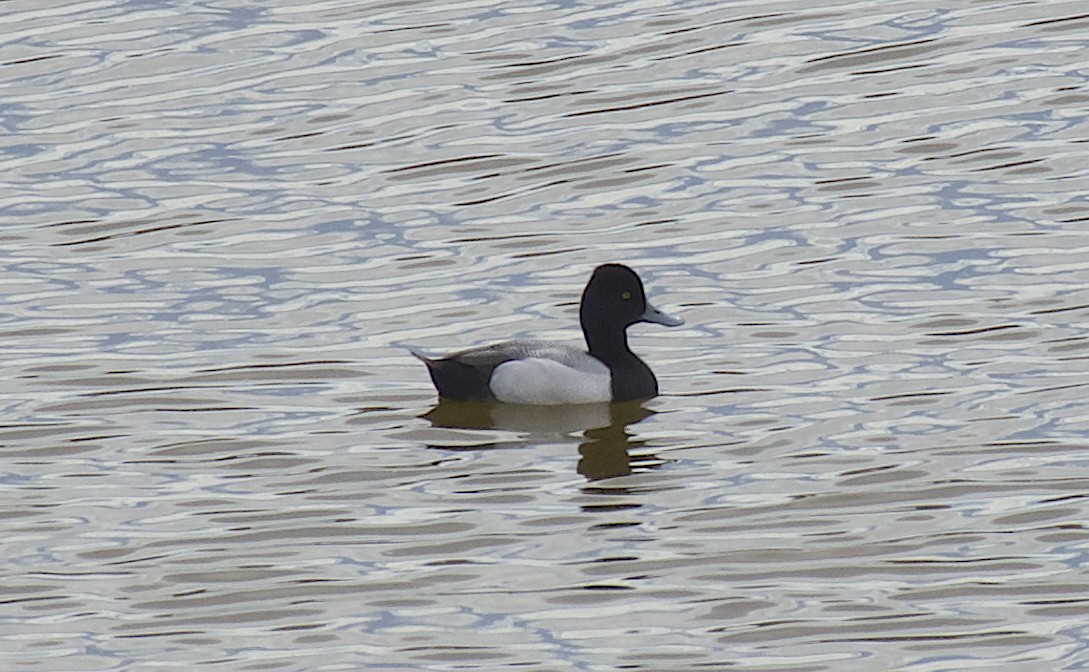 Lesser Scaup - ML626730444