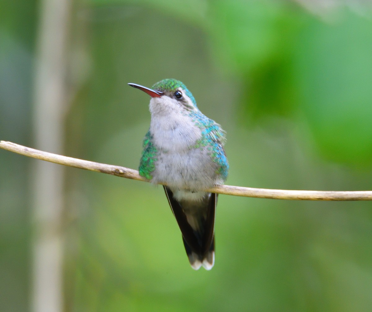 Cozumel Emerald - ML626730450