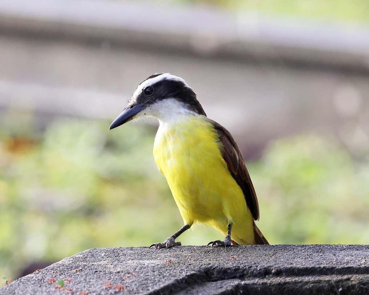 Great Kiskadee - ML626730477