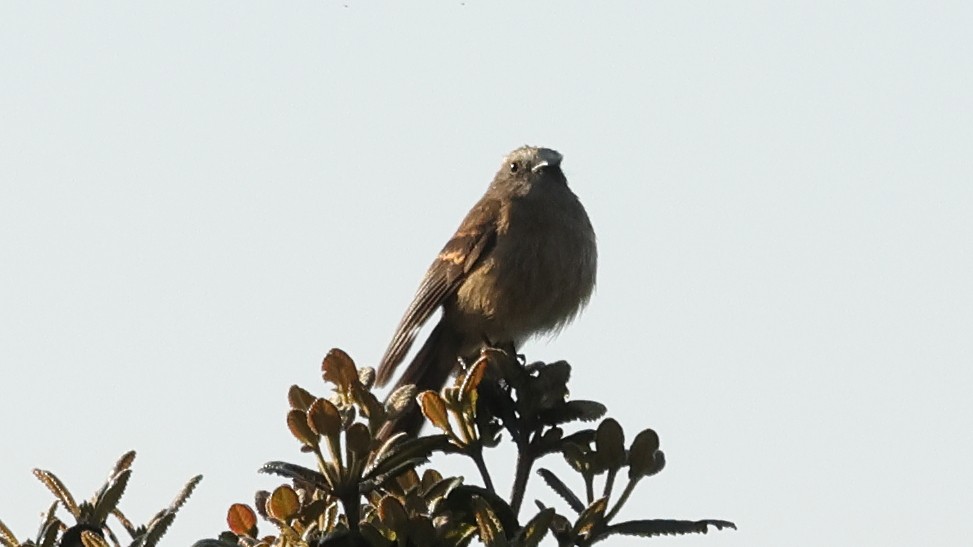 Brown-backed Chat-Tyrant - ML626730883