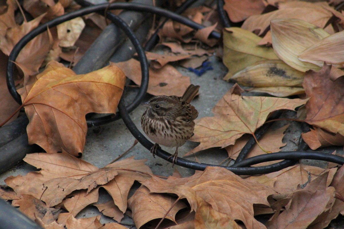 Song Sparrow - ML626731009
