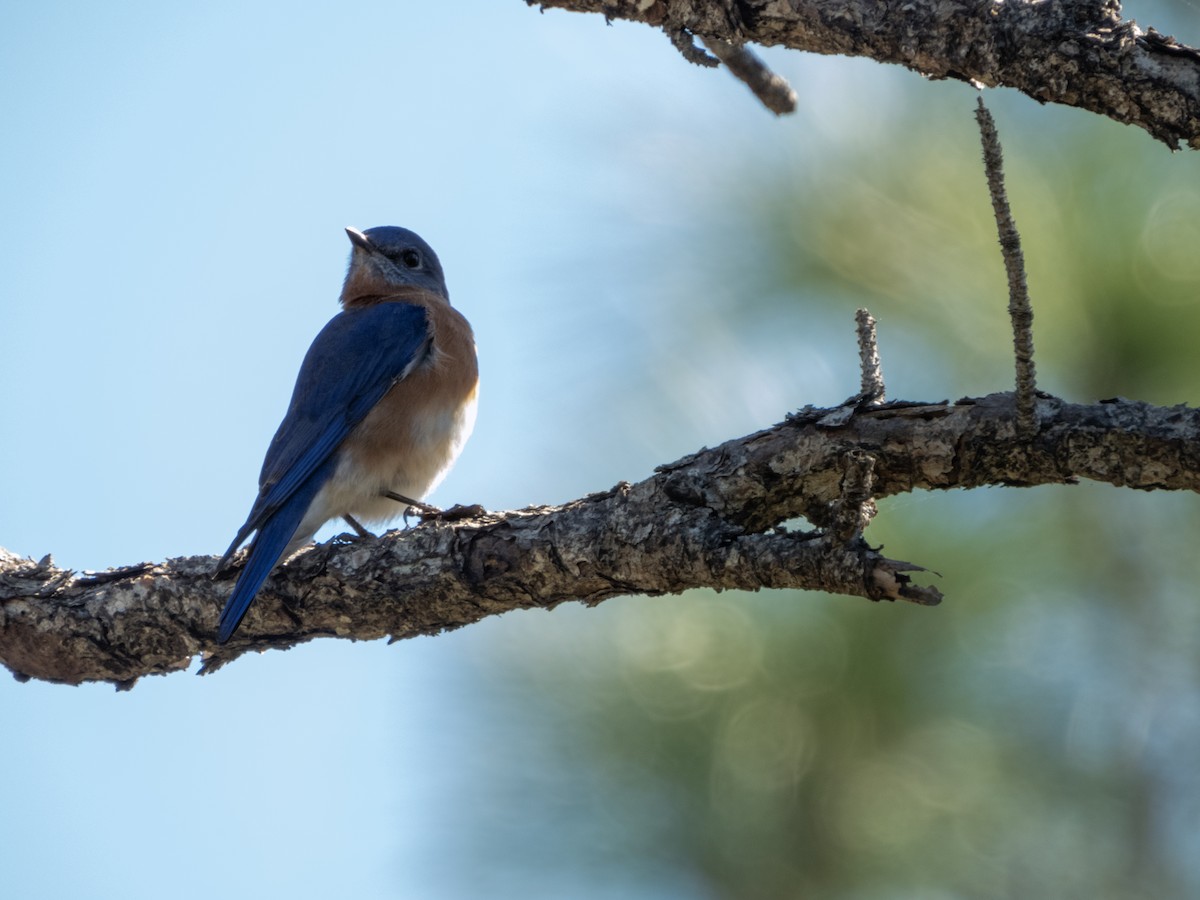 Eastern Bluebird - ML626731092