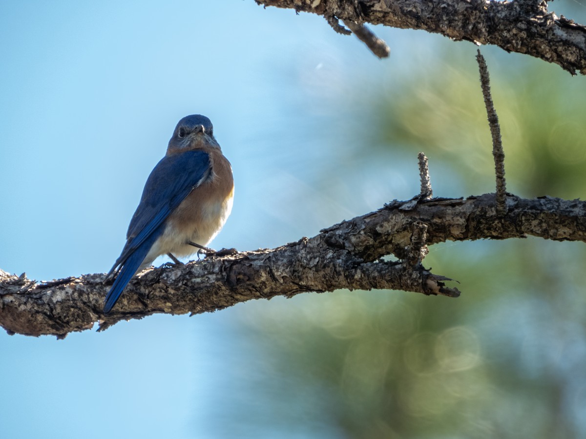 Eastern Bluebird - ML626731093