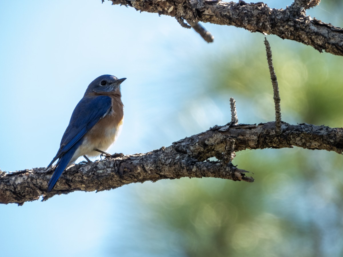 Eastern Bluebird - ML626731094