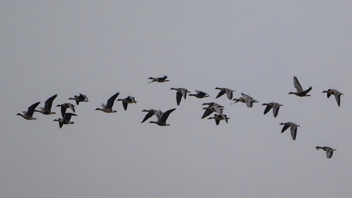 Greater White-fronted Goose - ML626731152