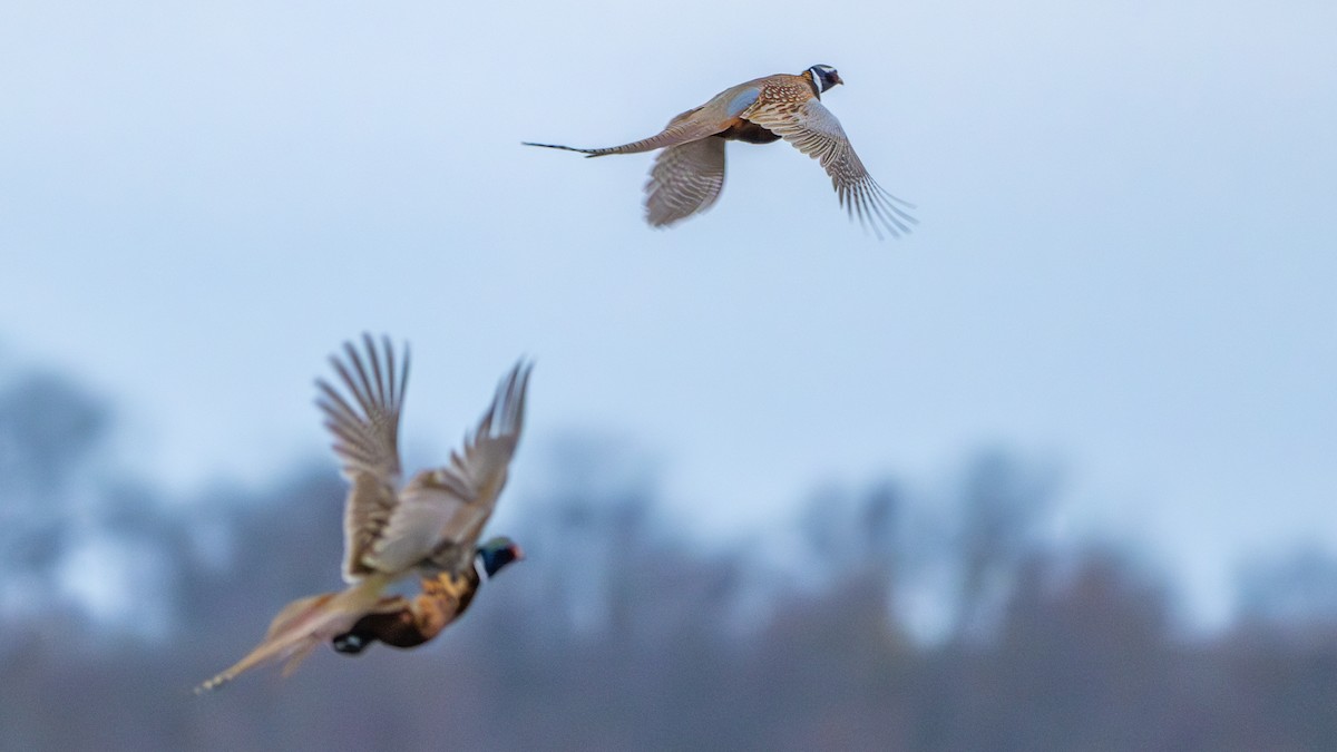 Ring-necked Pheasant - ML626731161