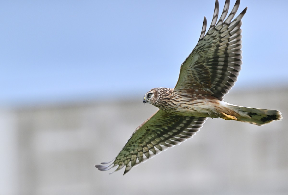 Hen Harrier - ML626731250