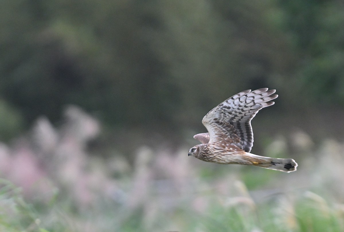 Hen Harrier - ML626731251