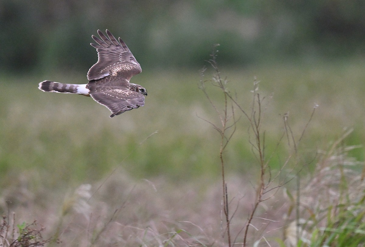 Hen Harrier - ML626731252