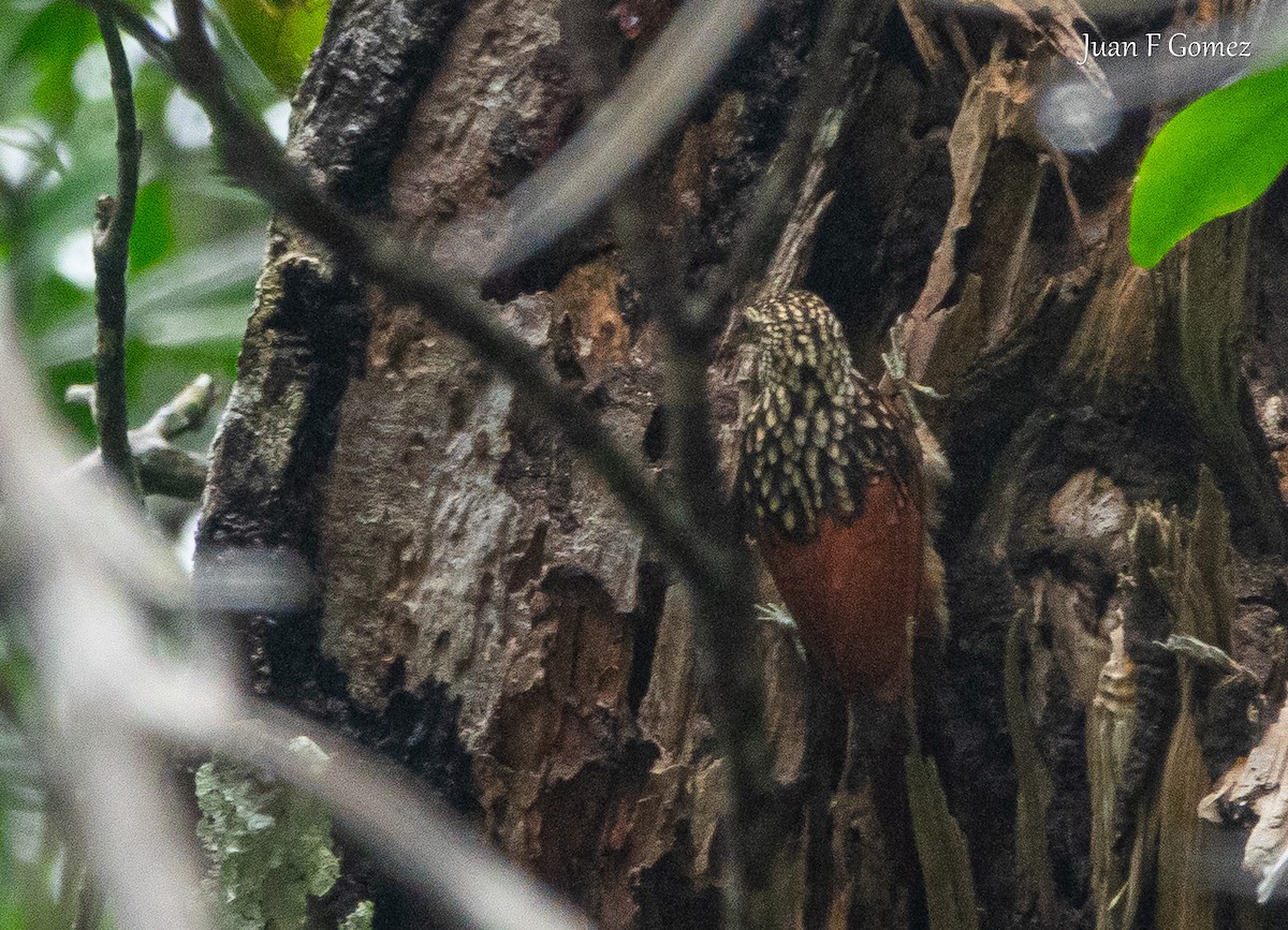 Black-striped Woodcreeper - ML626731270