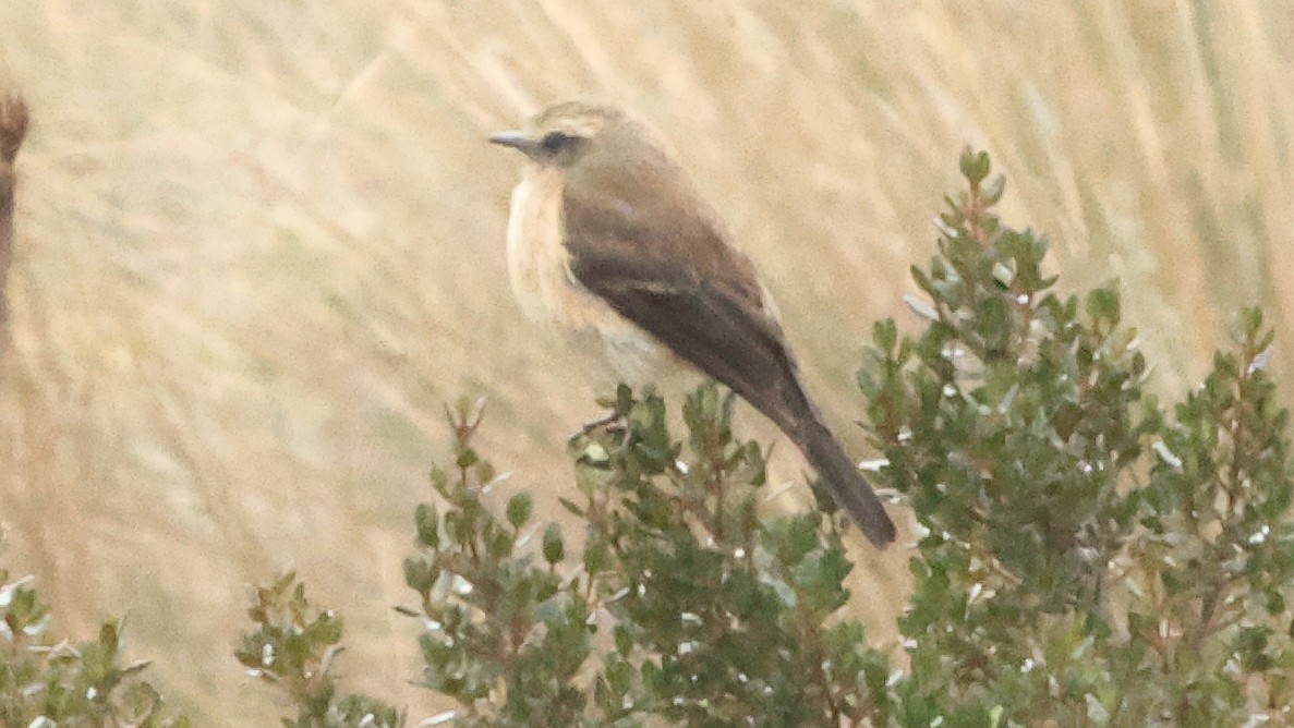 Brown-backed Chat-Tyrant - ML626731360