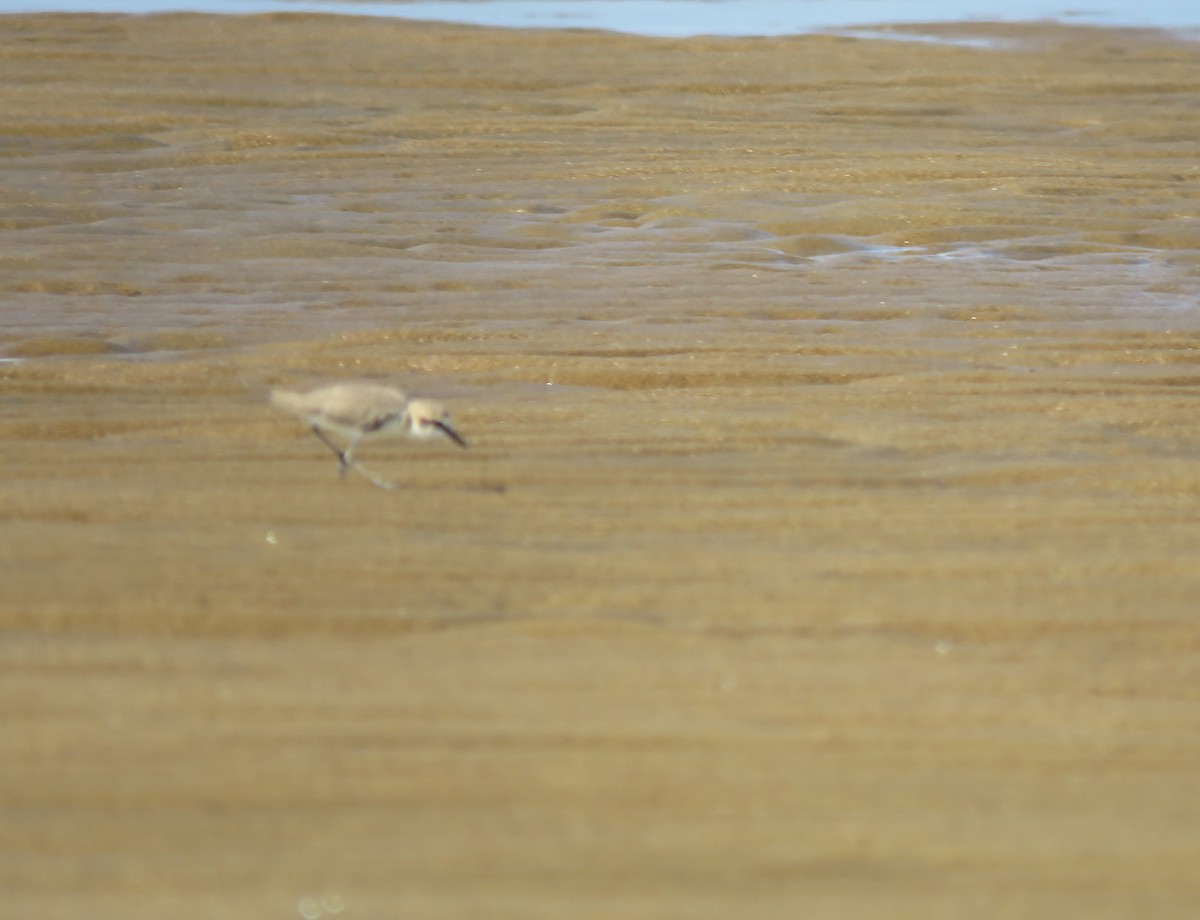 White-fronted Plover - ML626731474