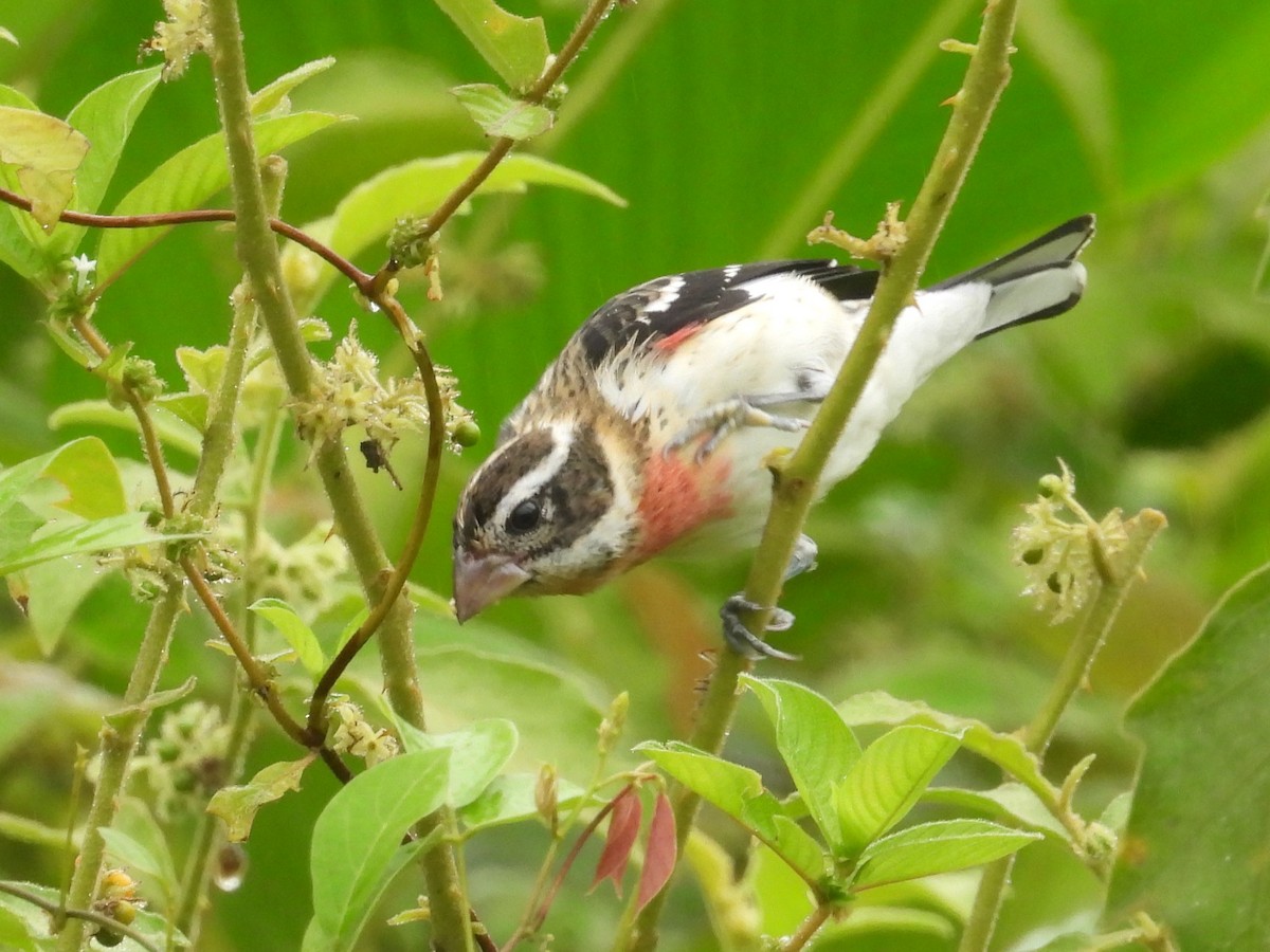 Rose-breasted Grosbeak - ML626731503