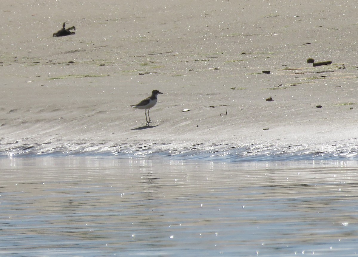 Greater Sand-Plover - ML626731504