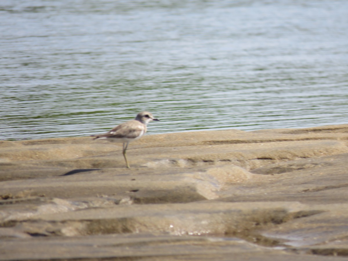 Greater Sand-Plover - ML626731527