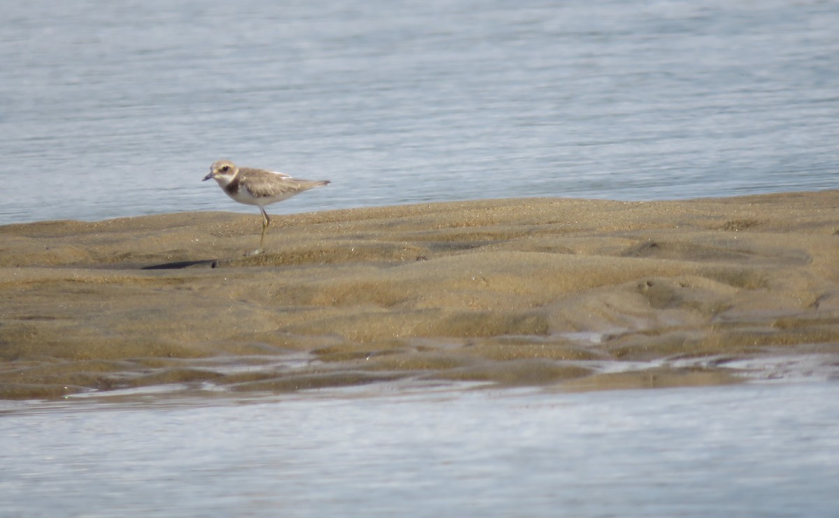 Greater Sand-Plover - ML626731535