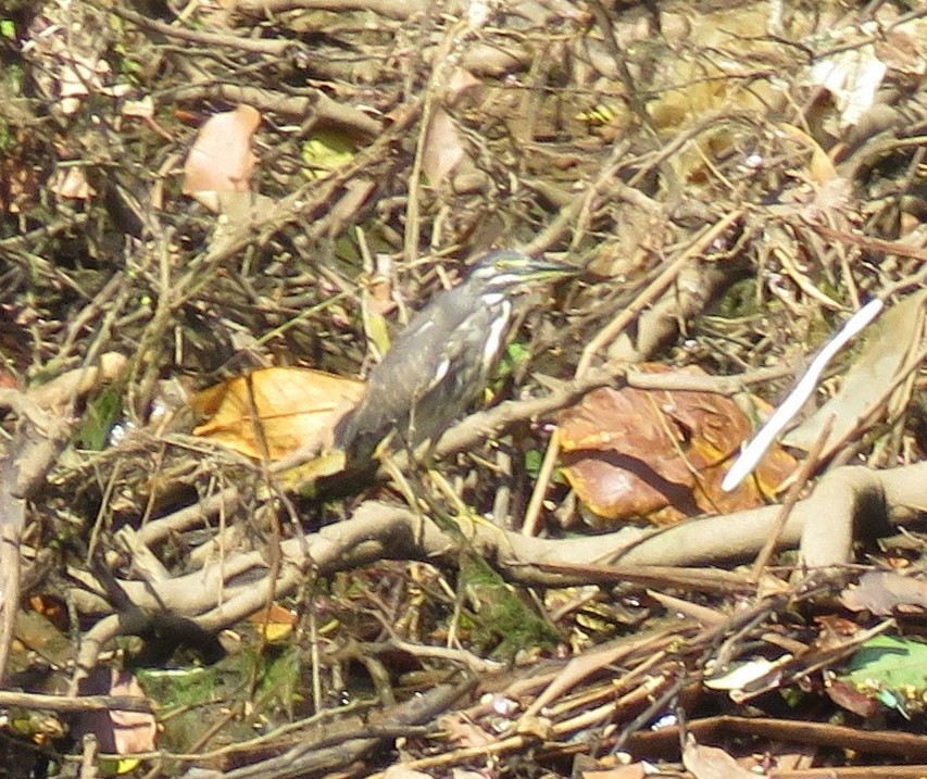 Striated Heron - ML626731550
