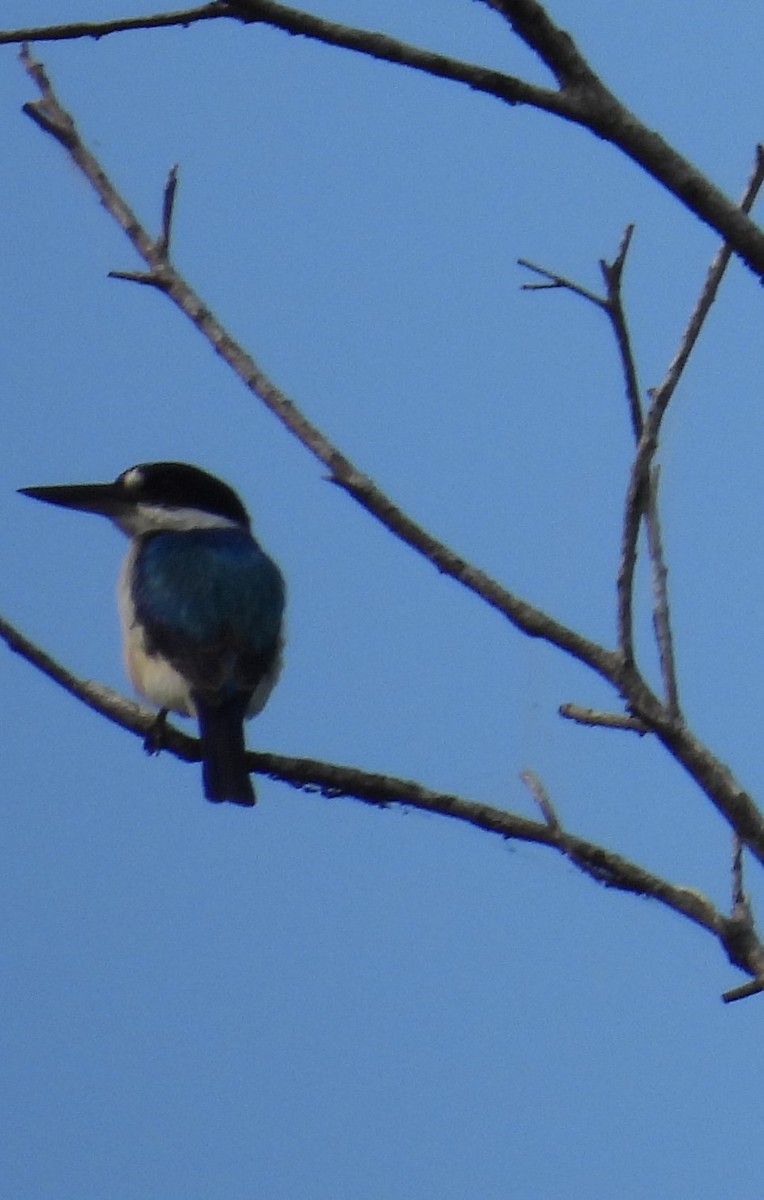Forest Kingfisher - ML626731575