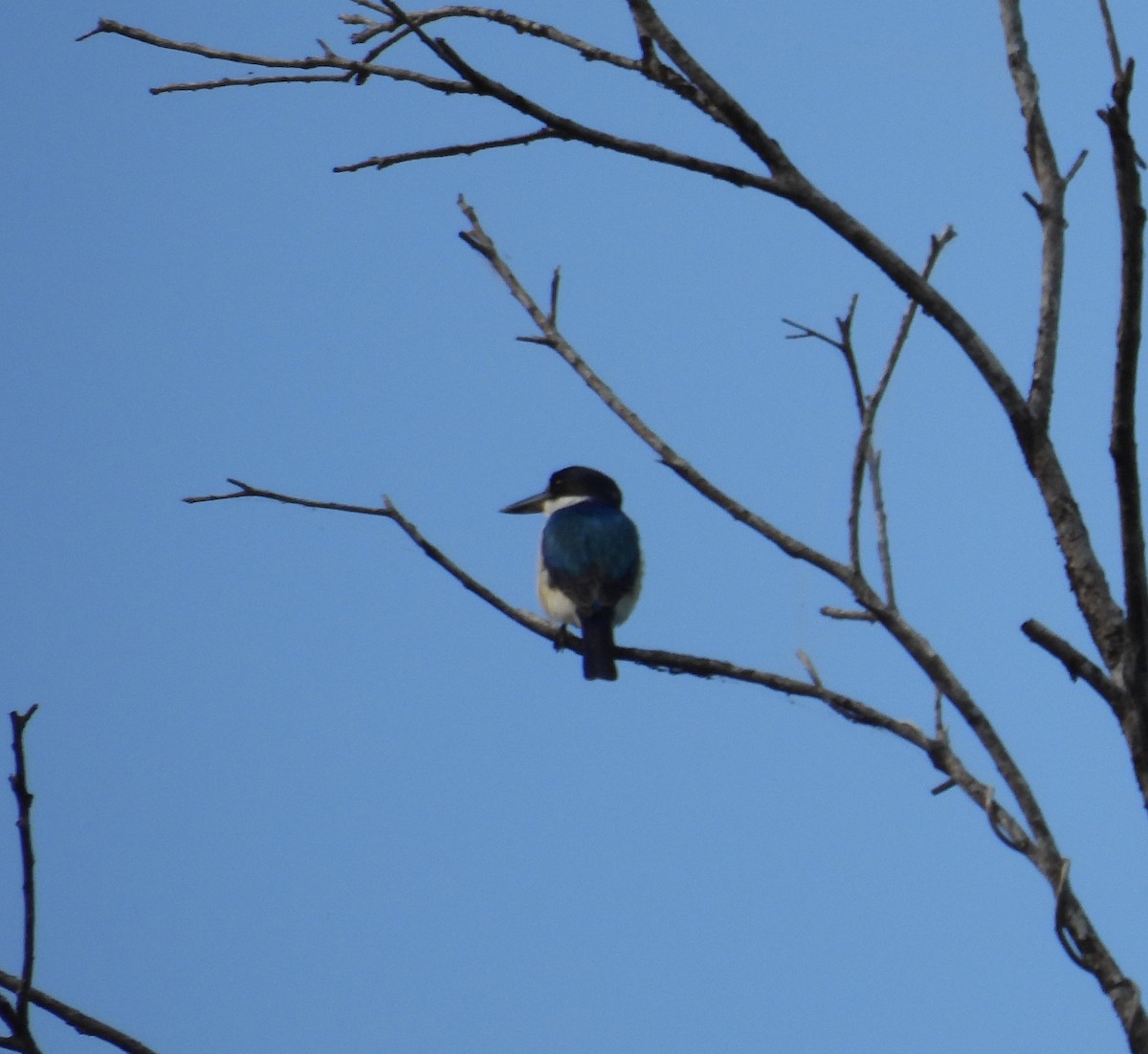 Forest Kingfisher - ML626731576