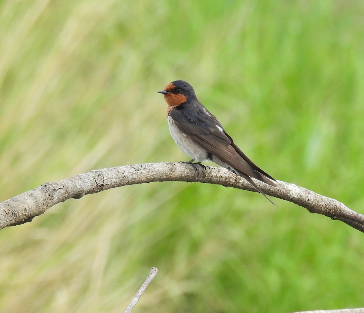 Welcome Swallow - ML626731640