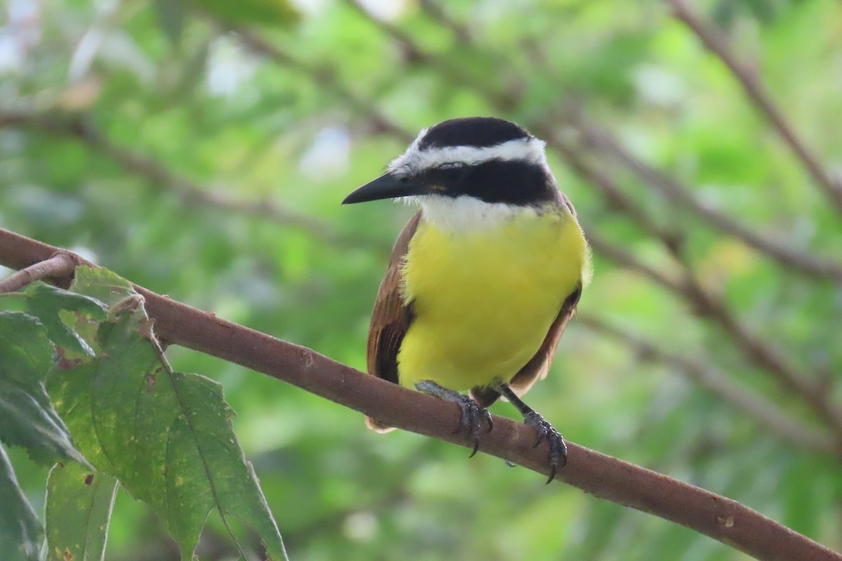 Great Kiskadee - ML626731660