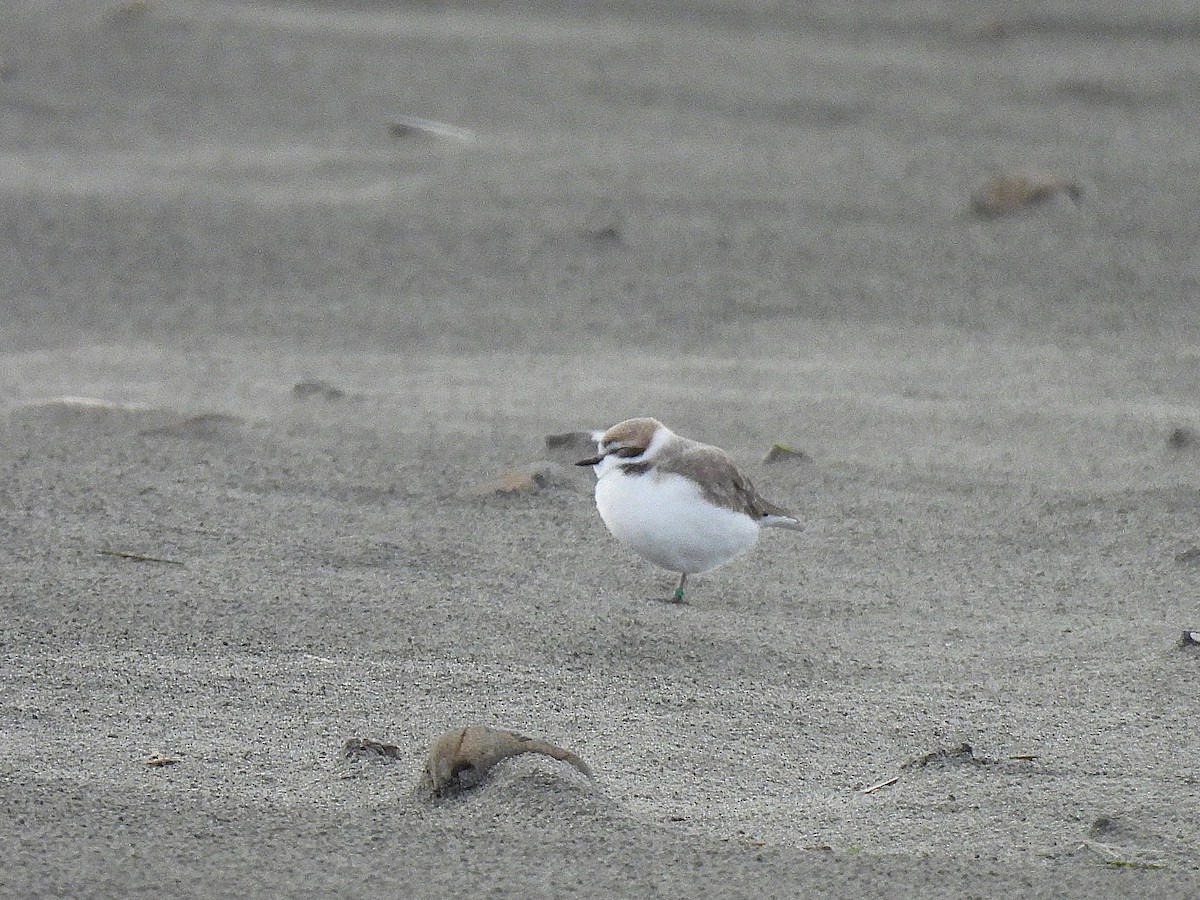 Snowy Plover - ML626731884